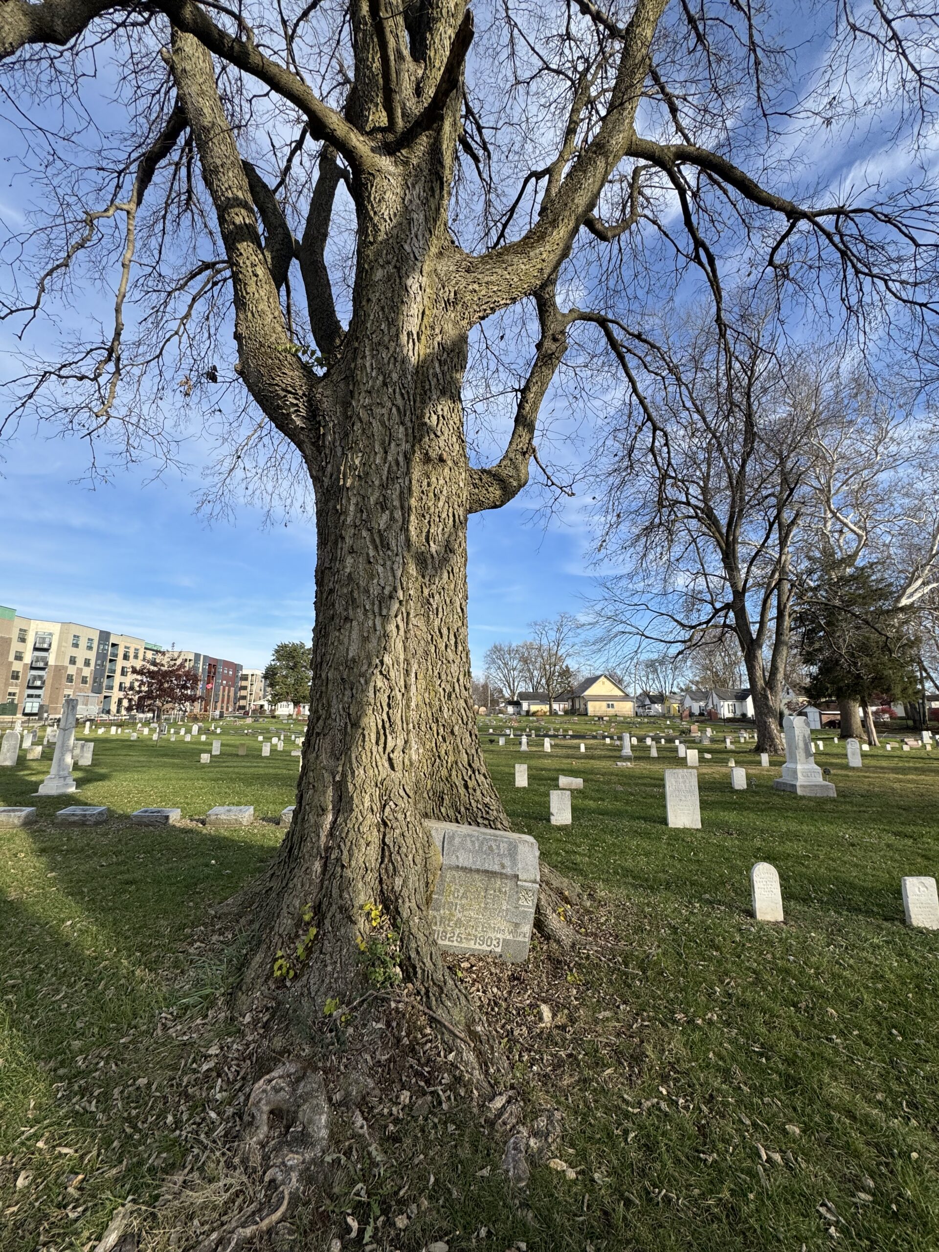 Memorial in Tree